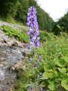 Homeopatický lék Aconitum napellus