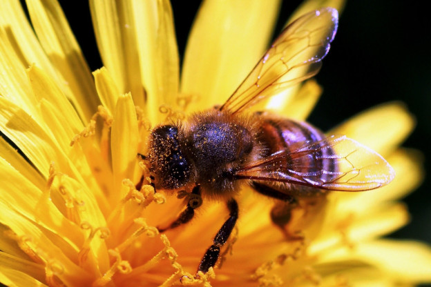 Včelí štípnutí a homeopatie